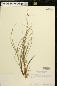 Carex caroliniana image