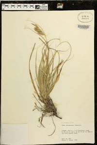 Carex cherokeensis image