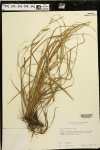 Carex cherokeensis image