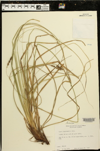 Carex cherokeensis image