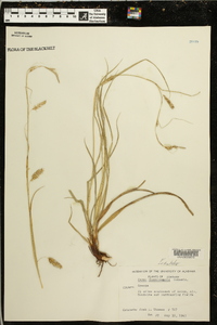 Carex cherokeensis image