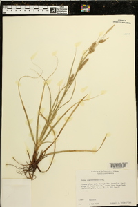 Carex cherokeensis image