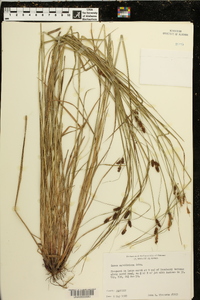 Carex caroliniana image