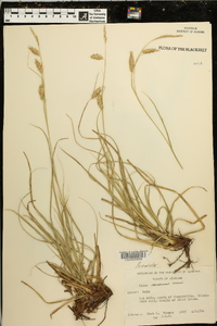 Carex cherokeensis image