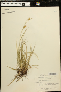 Carex cherokeensis image