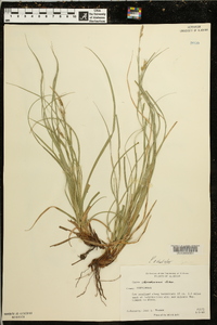 Carex cherokeensis image