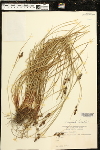 Carex complanata image