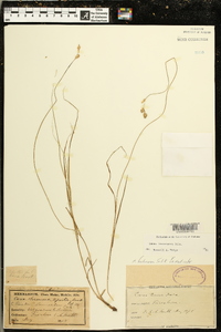 Carex festucacea image