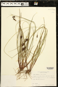 Carex complanata image