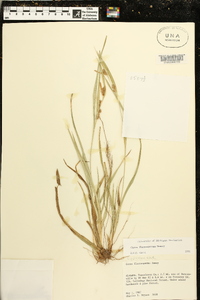 Carex flaccosperma image