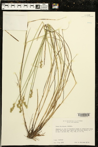 Carex festucacea image