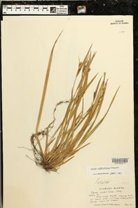 Carex crebriflora image