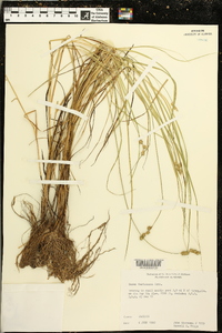 Carex festucacea image