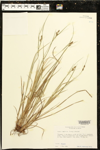 Carex complanata image