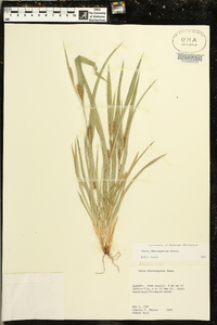 Carex flaccosperma image