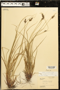 Carex complanata image