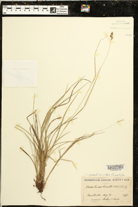 Carex complanata image