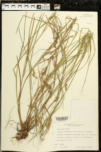 Carex alata image