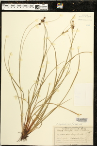 Carex complanata image