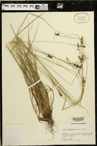 Carex complanata image