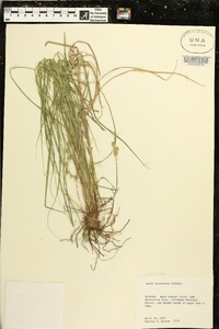 Carex festucacea image