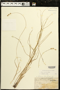 Carex festucacea image