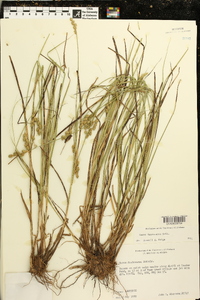 Carex festucacea image