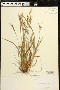 Carex crebriflora image