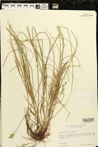 Carex festucacea image