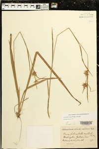 Carex lonchocarpa image