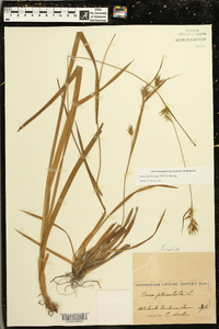 Carex lonchocarpa image