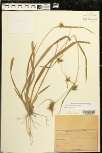 Carex lonchocarpa image