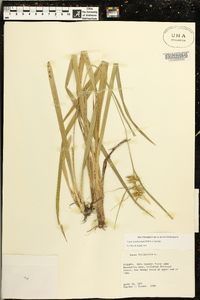 Carex lonchocarpa image