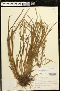 Carex lonchocarpa image