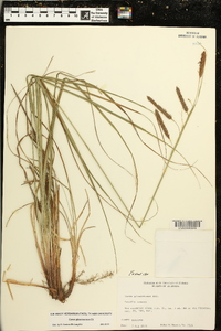 Carex glaucescens image