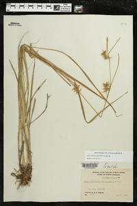 Carex lonchocarpa image