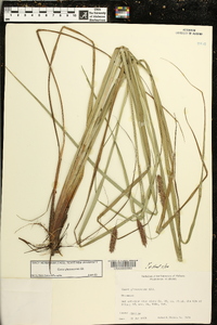 Carex glaucescens image