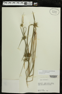 Carex lonchocarpa image