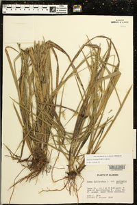 Carex lonchocarpa image