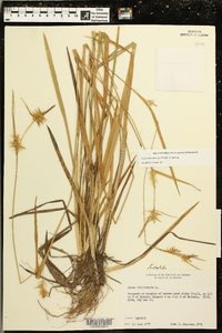 Carex lonchocarpa image