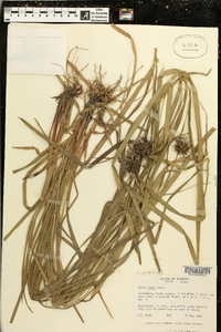 Carex grayi image