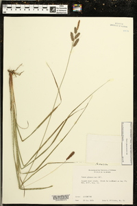 Carex glaucescens image