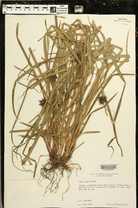 Carex grayi image