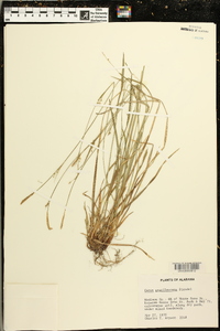 Carex gracilescens image