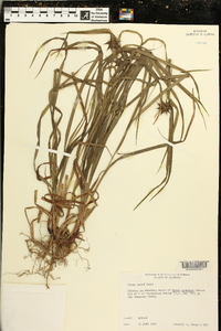 Carex grayi image