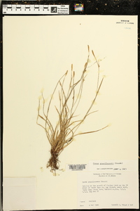 Carex gracilescens image