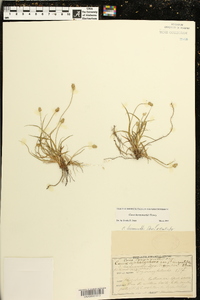 Carex leavenworthii image