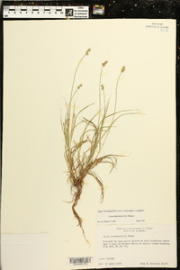 Carex leavenworthii image