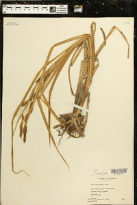 Carex hyalinolepis image