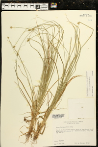 Carex leavenworthii image